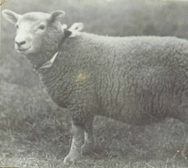 Peter the sheep, wearing a bandana around his neck