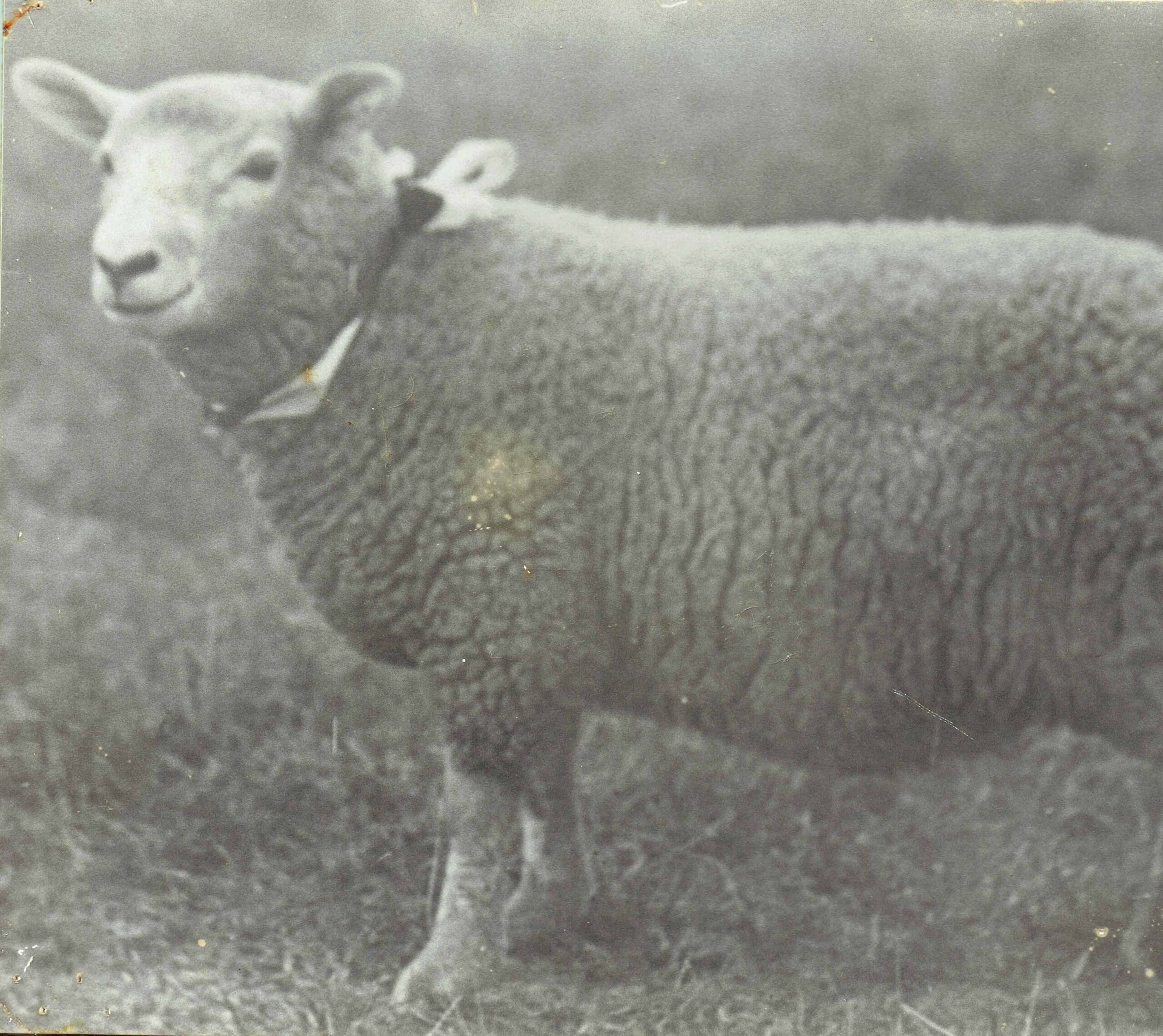 Peter the sheep, wearing a bandana around his neck